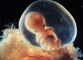 Эмбрион на ранних стадиях беременности