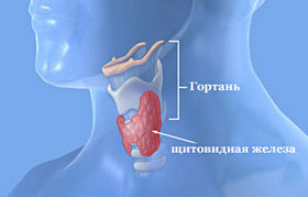 Где расположена щитовидная железа у человека