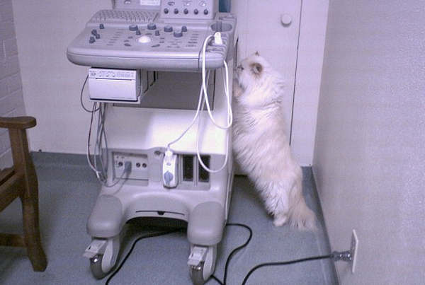 Кот-специалист ультразвуковой диагностики